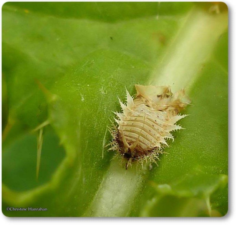 Green tortoise beetle larva  (Cassida sp.)