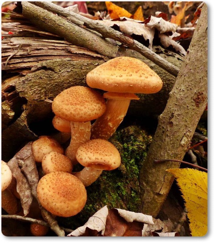 Honey mushrooms?