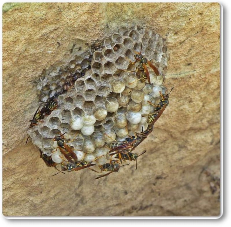 Northern paper wasp (<em>Polistes fuscatus</em>)