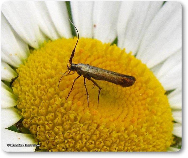 Metallic casebearer moth (Coleophora mayrella), #1387