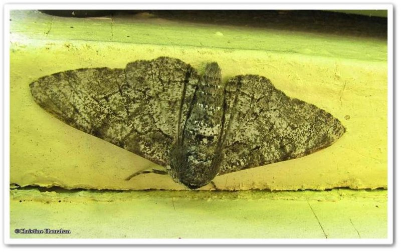 Pepper-and-salt geometer moth (Biston betularia), #6640