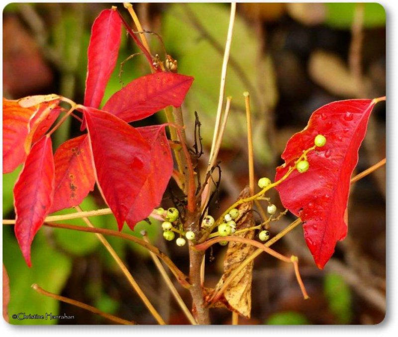 Poison ivy  (Toxicodendron rydbergii)