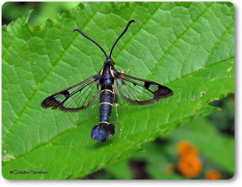 Currant clearwing moth (Synanthedon tipuliformis), # 2553