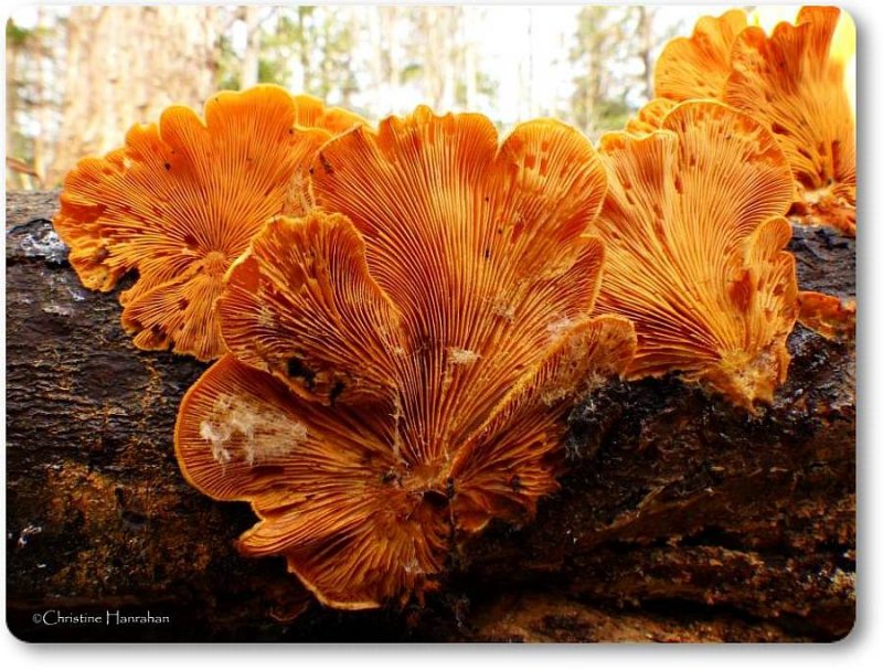 Orange oyster mushroom (Phyllotopsis nidulans)
