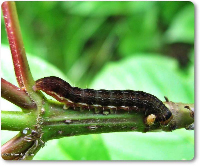 Sidus Sallow Moth caterpillar (Eupsilia sidus sp.), #9933.1