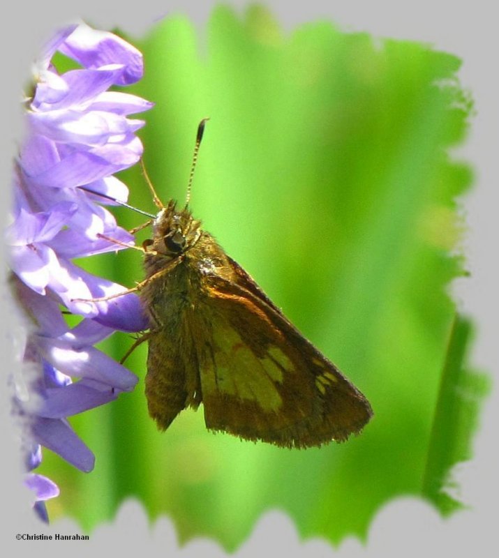 Mulberry wing (Poanes massasoit)