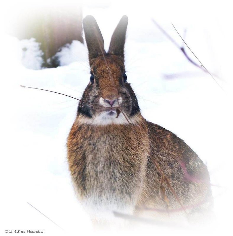 Eastern cottontail