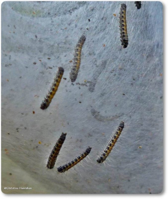 Eastern tent caterpillars  (Malacosoma americanum), #7701