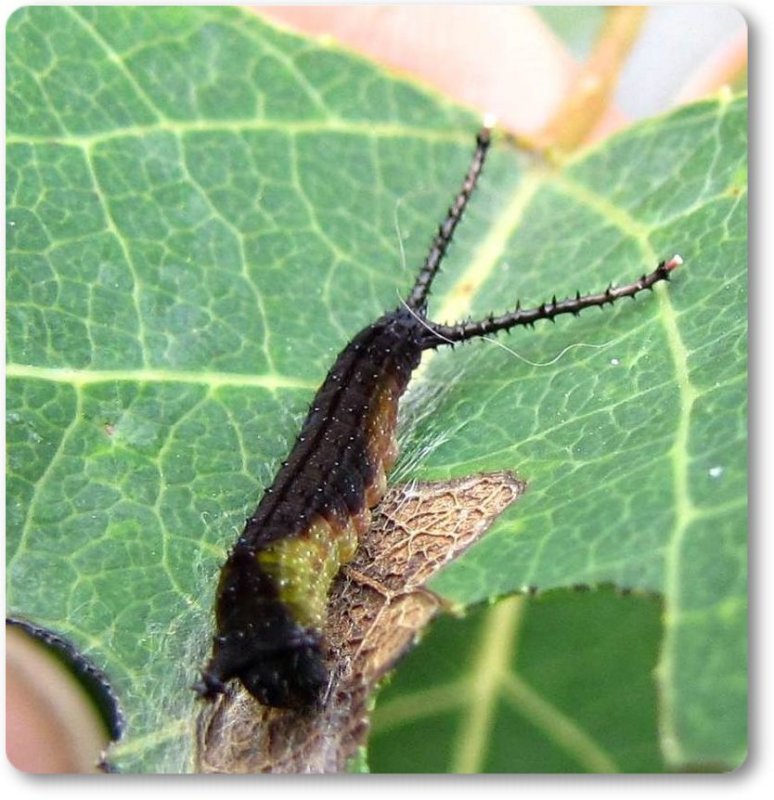 Black-etched prominent (Cerura scitiscripta), #7942