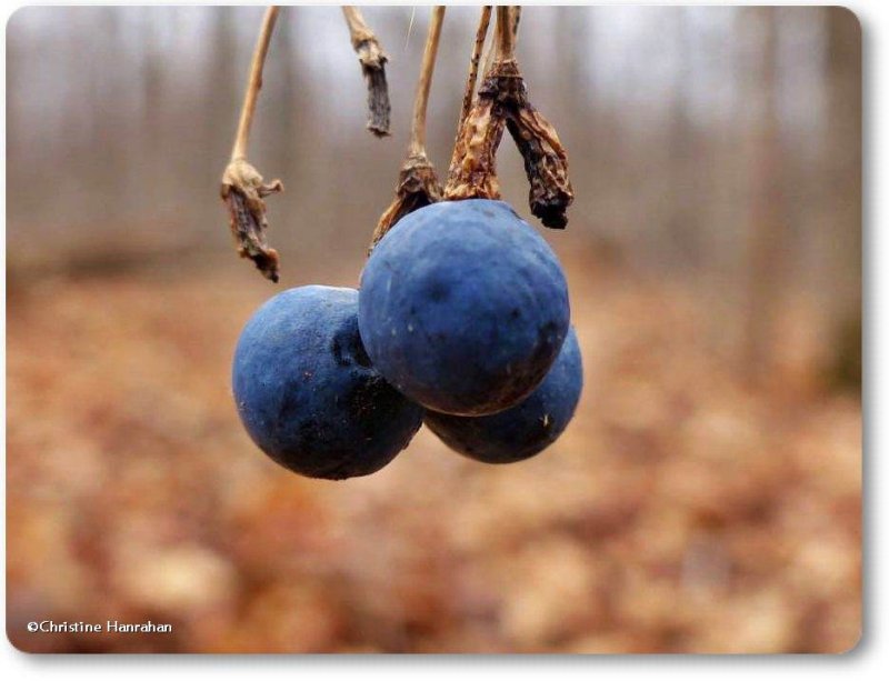 Blue cohosh berries  Caulophyllum giganteum)