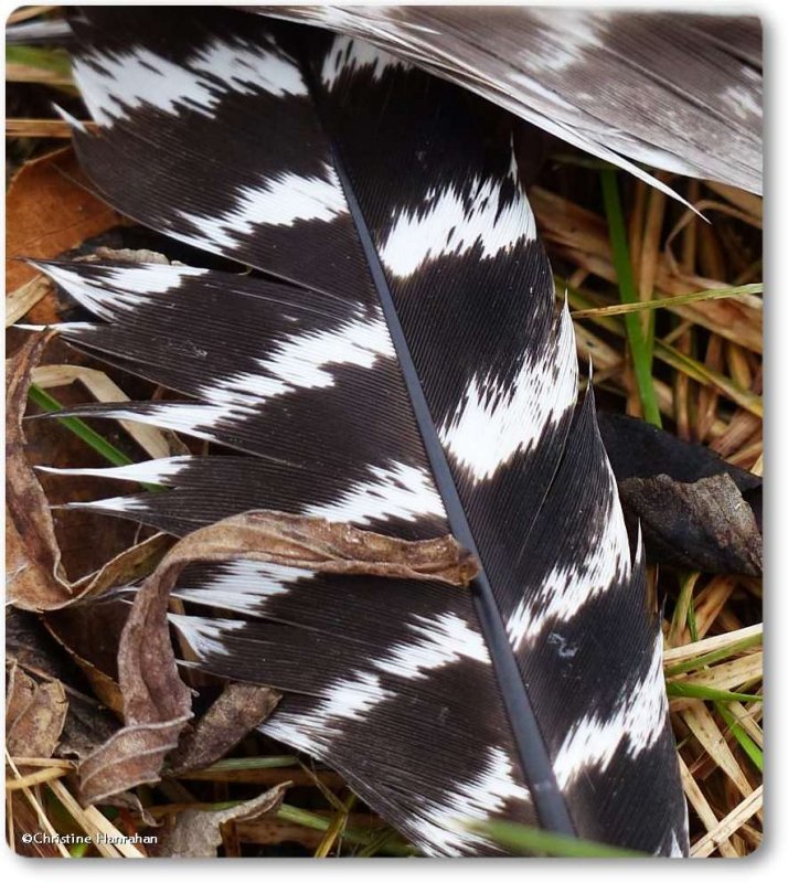 Wild turkey feather