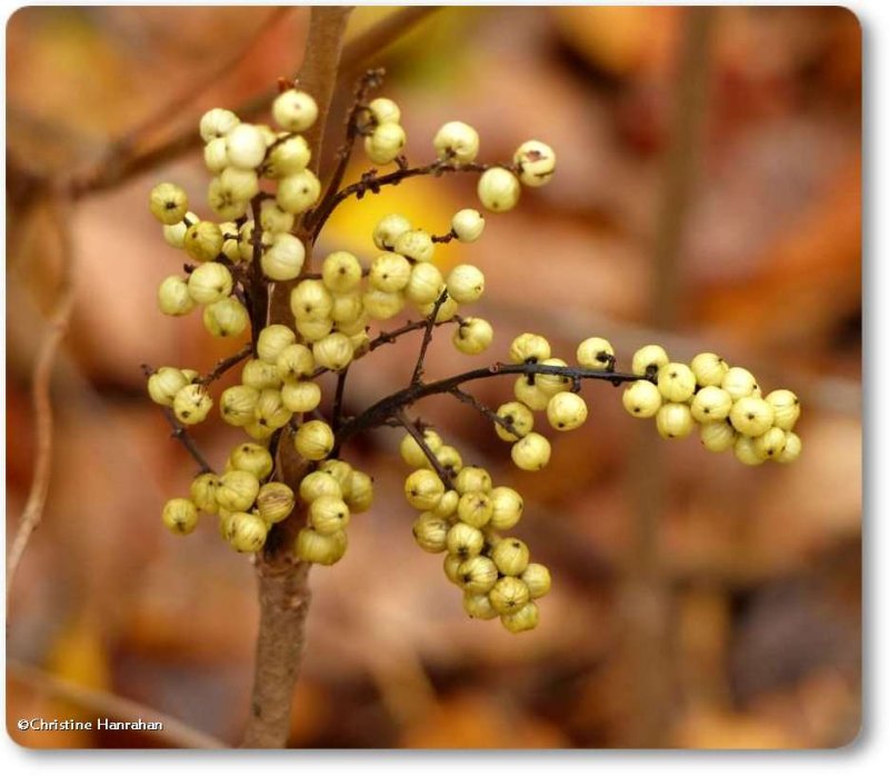 Poison ivy  (Toxicodendron rydbergii)