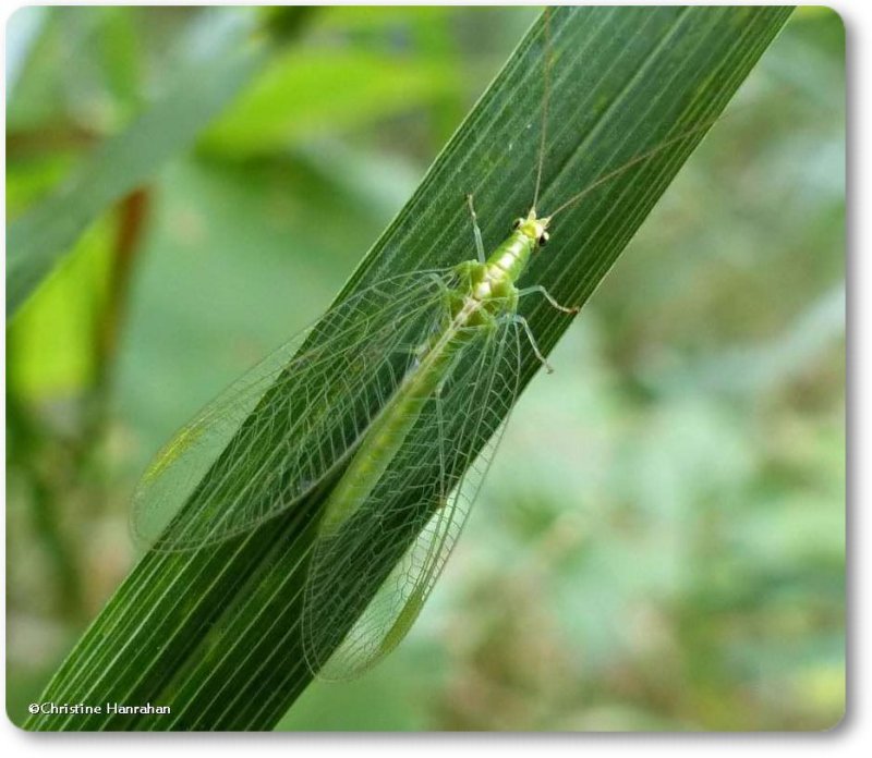 Green lacewing