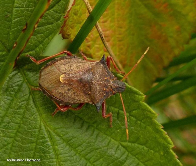 Spiny shieldbug (Picromerus bidens)