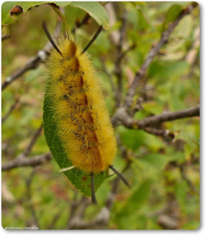 Banded tussock moth caterpillar (Halysidota tessellaris), #8203