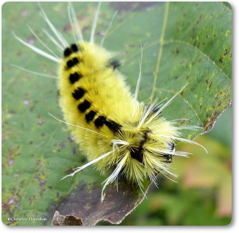 Spotted tussock caterpillar (Lophocampa maculata), #8214