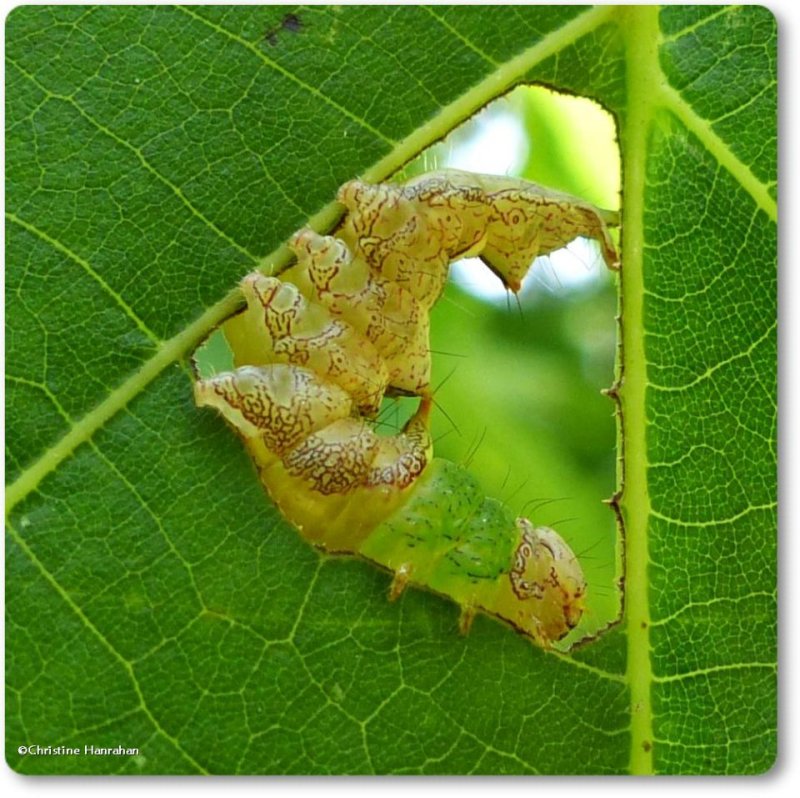 Morning glory prominent  (Schizura ipomoeae), #8005