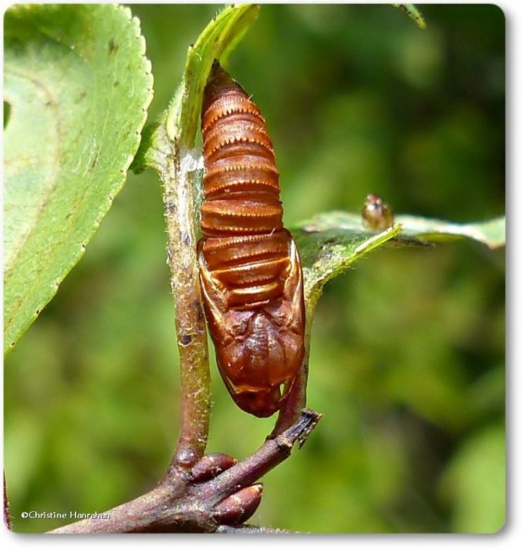 Pupal case