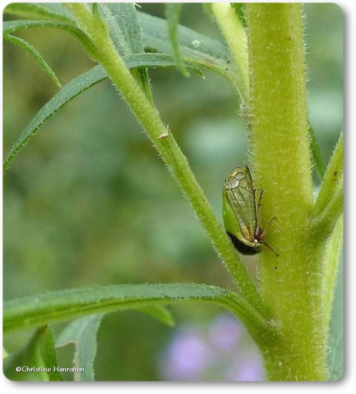 Treehopper (Acutalis tartarea)