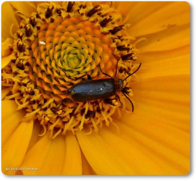 Probable soldier beetle