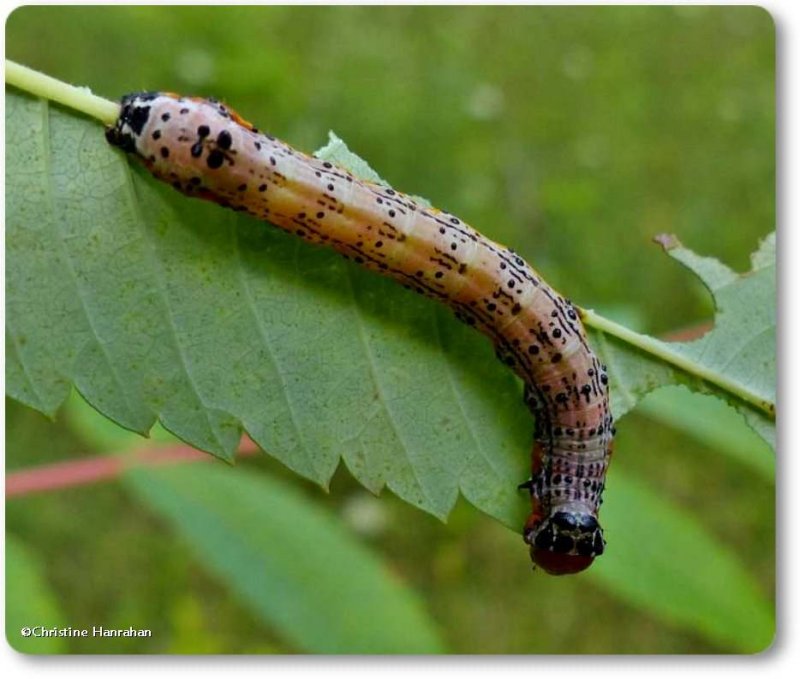 Owlet moth caterpillar (Pyrrhia sp.)