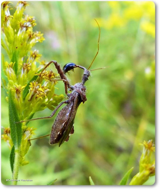 Spined Assassin bug (Sinea diadema)