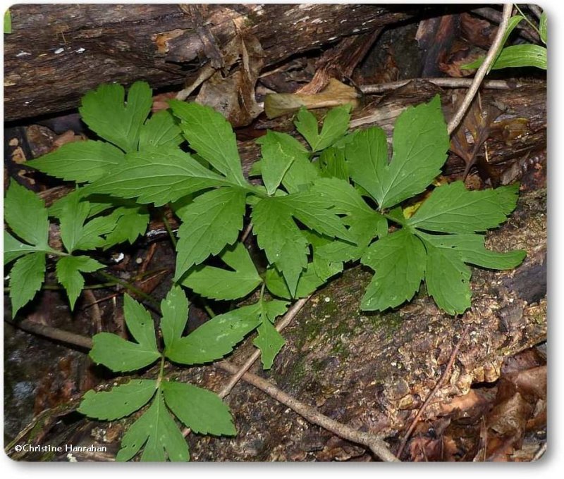 Virginia waterleaf  (Hydrophyllum virginianum)