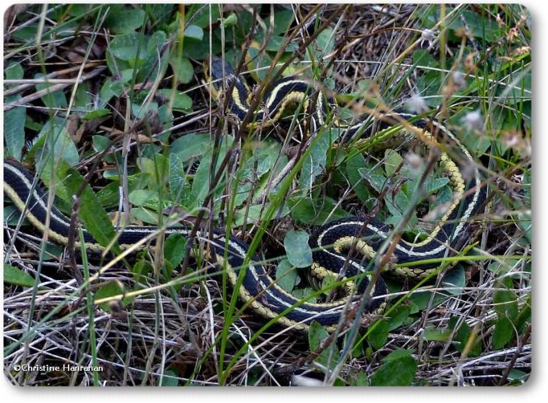Garter snake ((Thamnophis sirtalis)