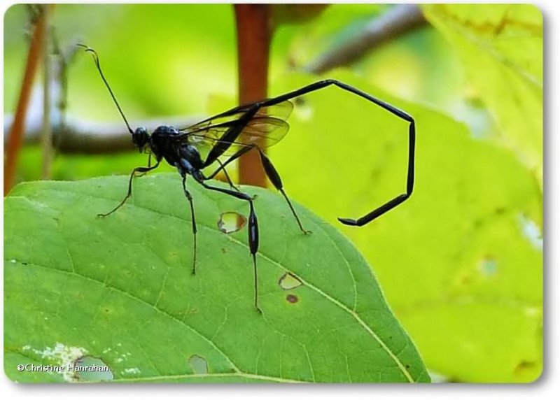 Pelecinid Wasp (Pelecinus polyturator), female