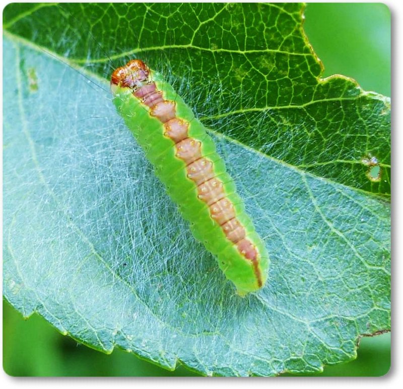 Splendid dagger  moth caterpillar  (Acronicta superans), #9226
