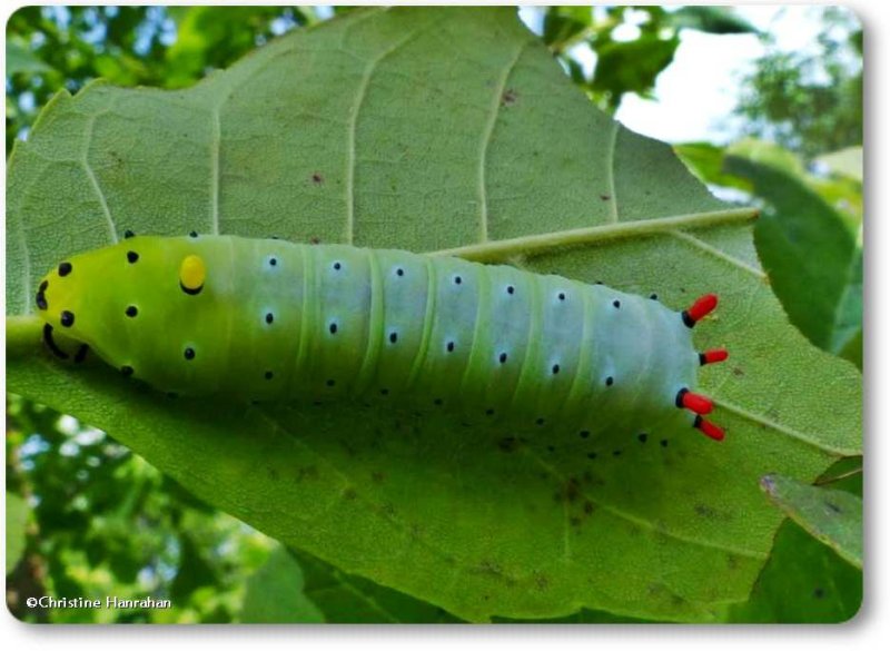 Promethea moth caterpillar (Callosamia promethea), #7764