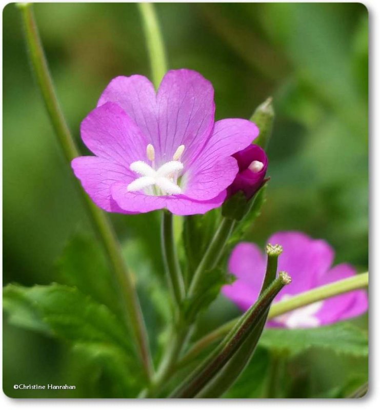 Great willowherb (Epilobium hirsutum)