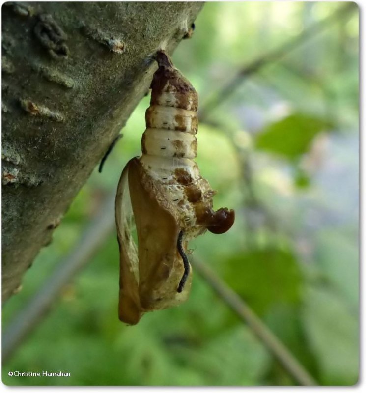 Butterfly chrysalis, probably that of a viceroy or white admiral