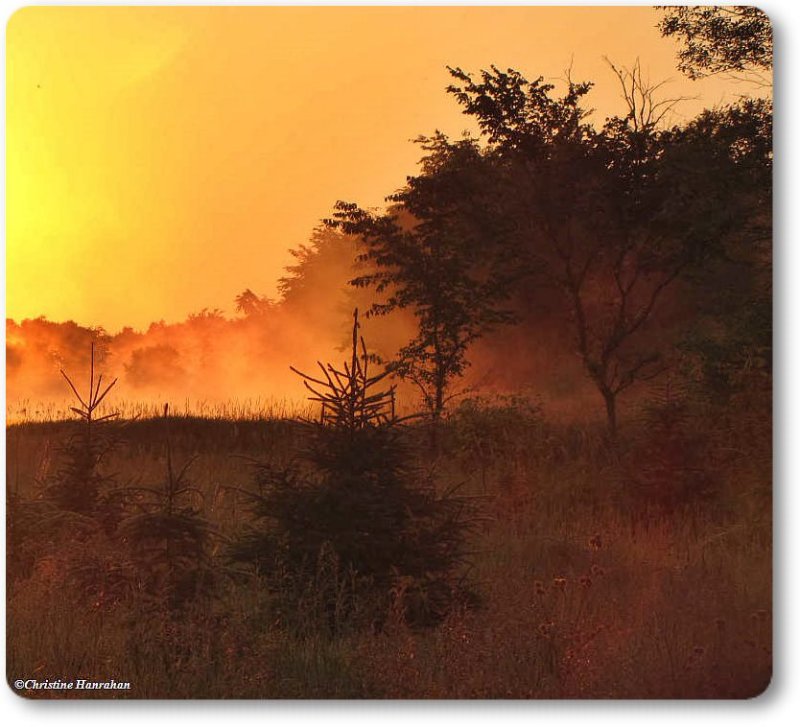 Sunrise