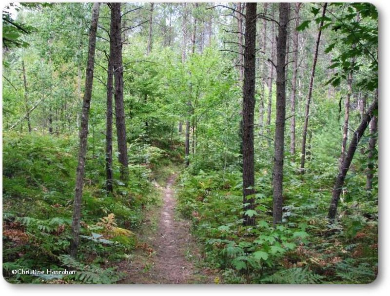 Torbolton Forest