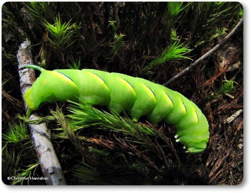 Laurel sphinx moth caterpillar   (Sphinx kalmiae), #7809