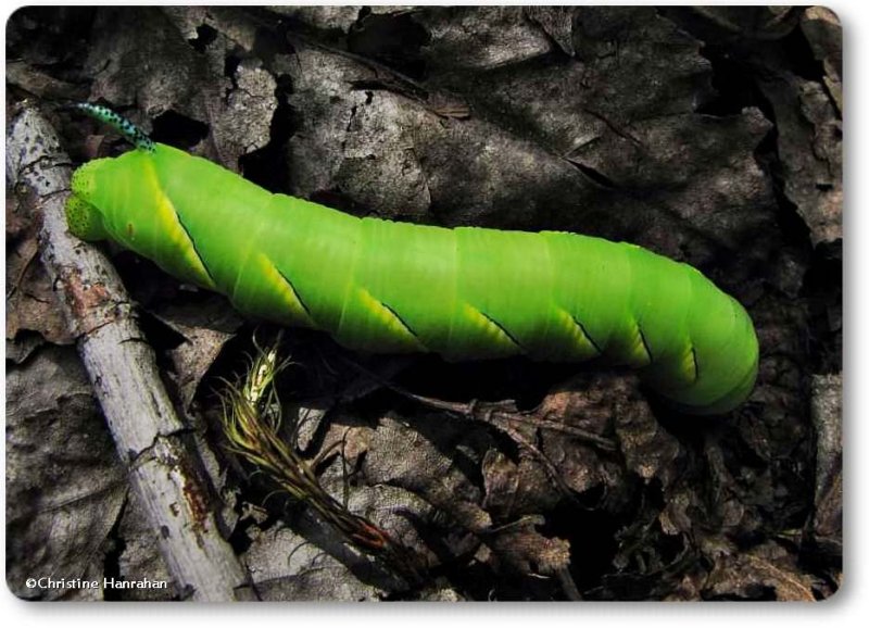 Laurel sphinx moth caterpillar  (Sphinx kalmiae), #7809