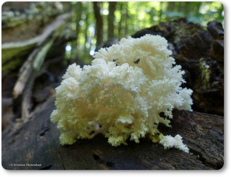 Tooth fungus