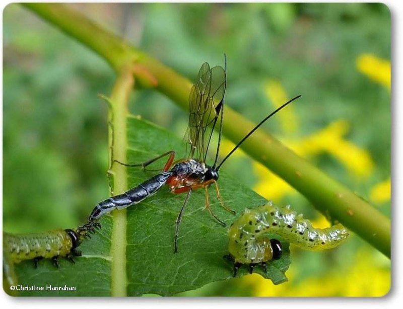 Ichneumonid wasp and sawflies