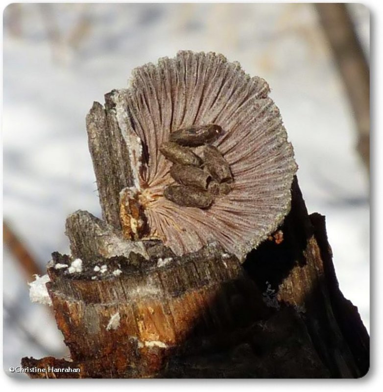 cocoons on Split gill mushroom (Schizophyllum commune)
