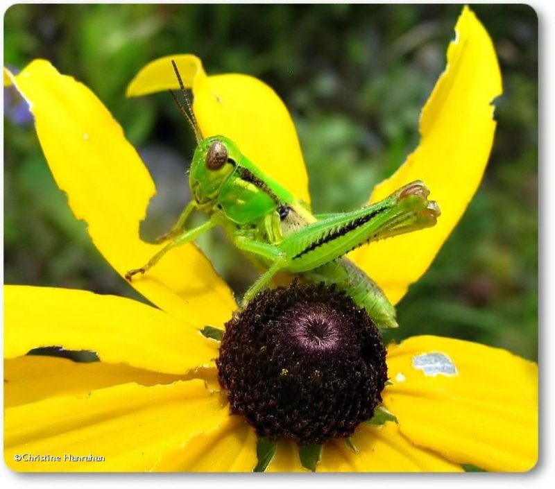 Grasshoppers, Katydids and Crickets (Orthoptera)