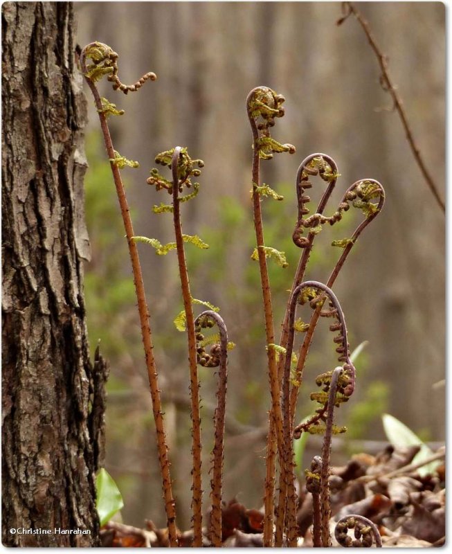 Lady fern (Athyrium felix-femina)