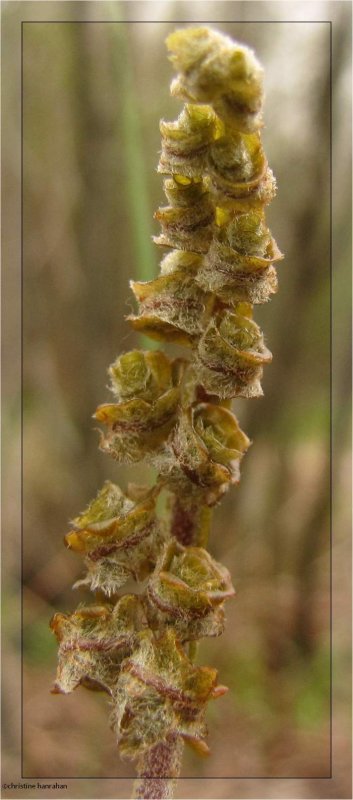 Sensitive fern (Onoclea sensibilis)