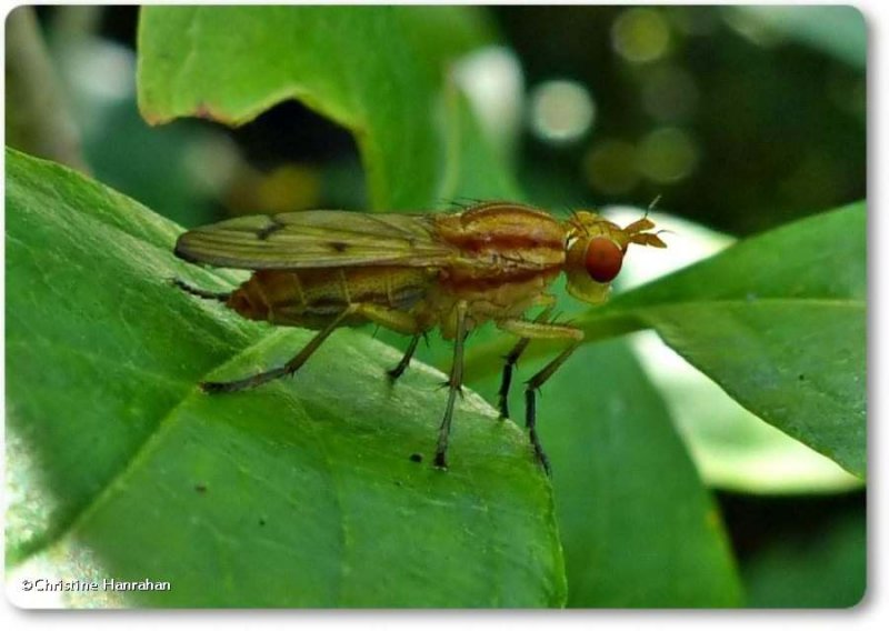 Marsh fly (Tetanocera sp.)