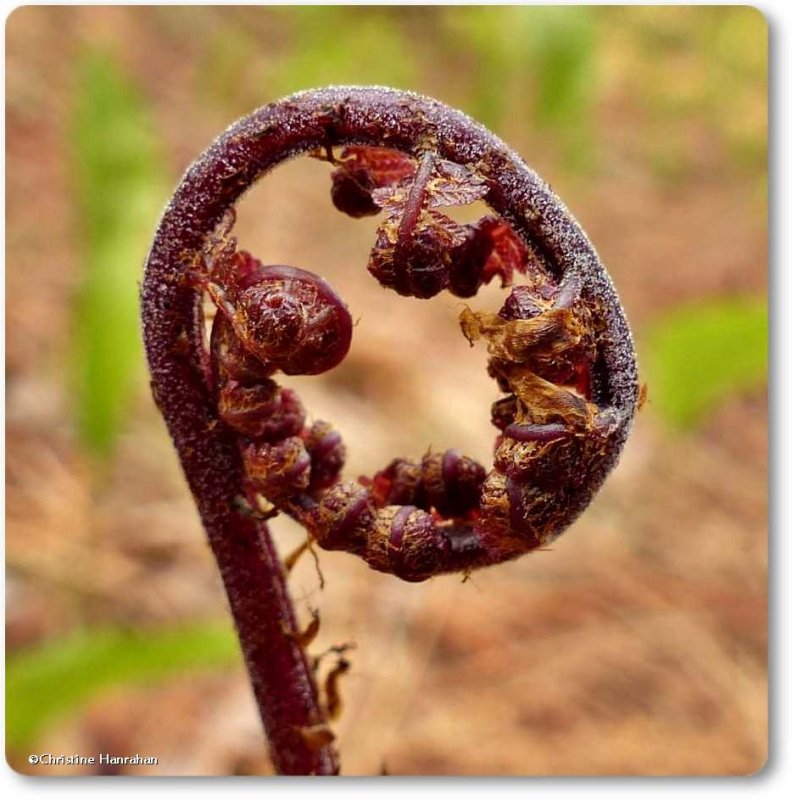 Lady fern (Athyrium felix-femina)