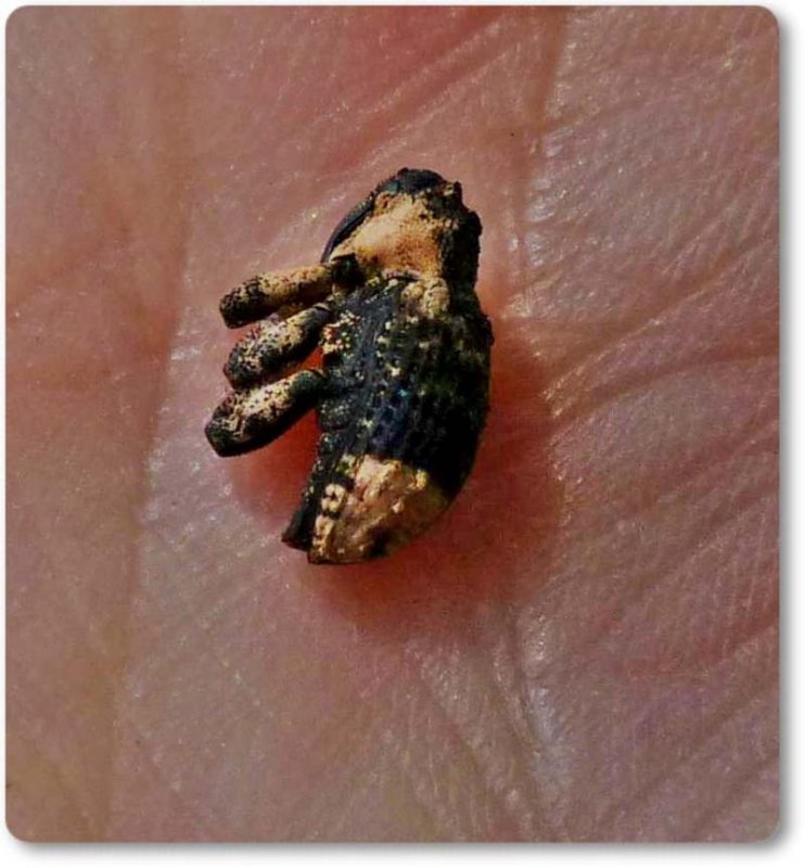 Willow Weevil (Cryptorhynchus lapathi)