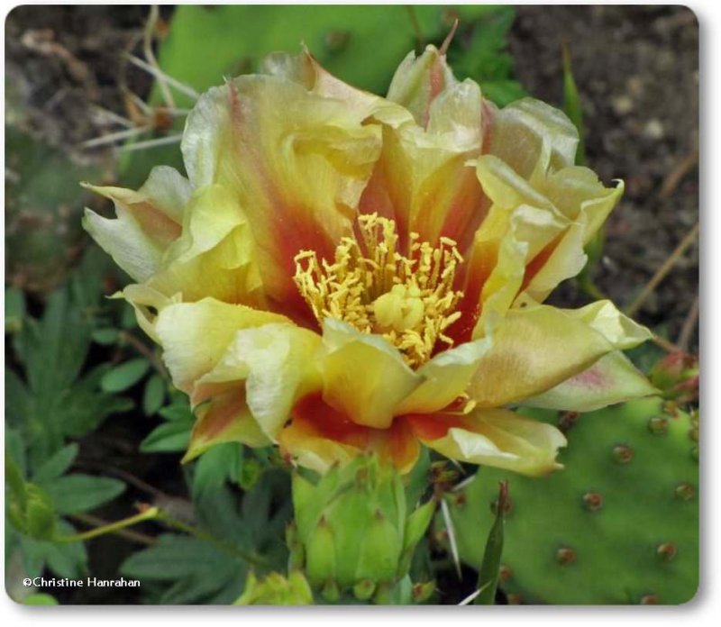 Prickly pear cactus flower