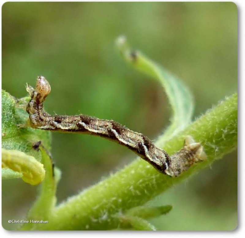 Common tan wave caterpillar (Pleuroprucha insulsaria), #7132