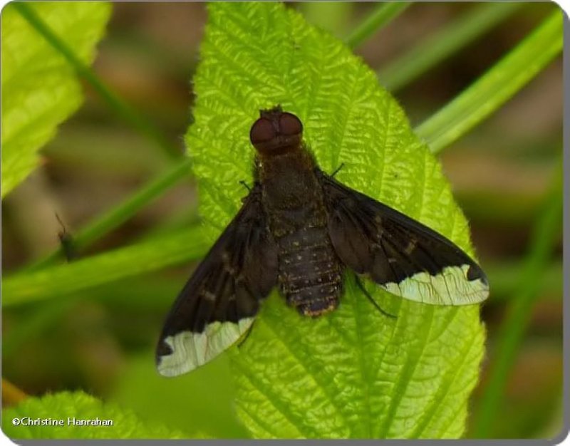 Bee fly (Hemipenthes sinuosa)