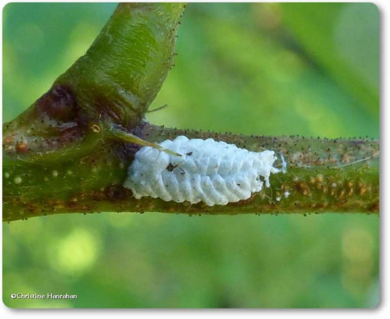 Treehopper egg mass (Enchenopa sp.)